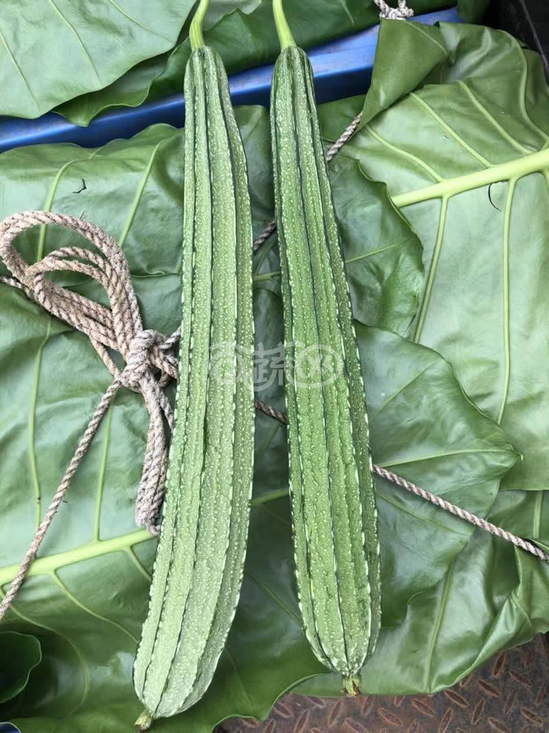 中山有记菜种 雅喜大花点肉丝瓜 高产 抗病 顺直 耐贮运 丝瓜种子 10克装
