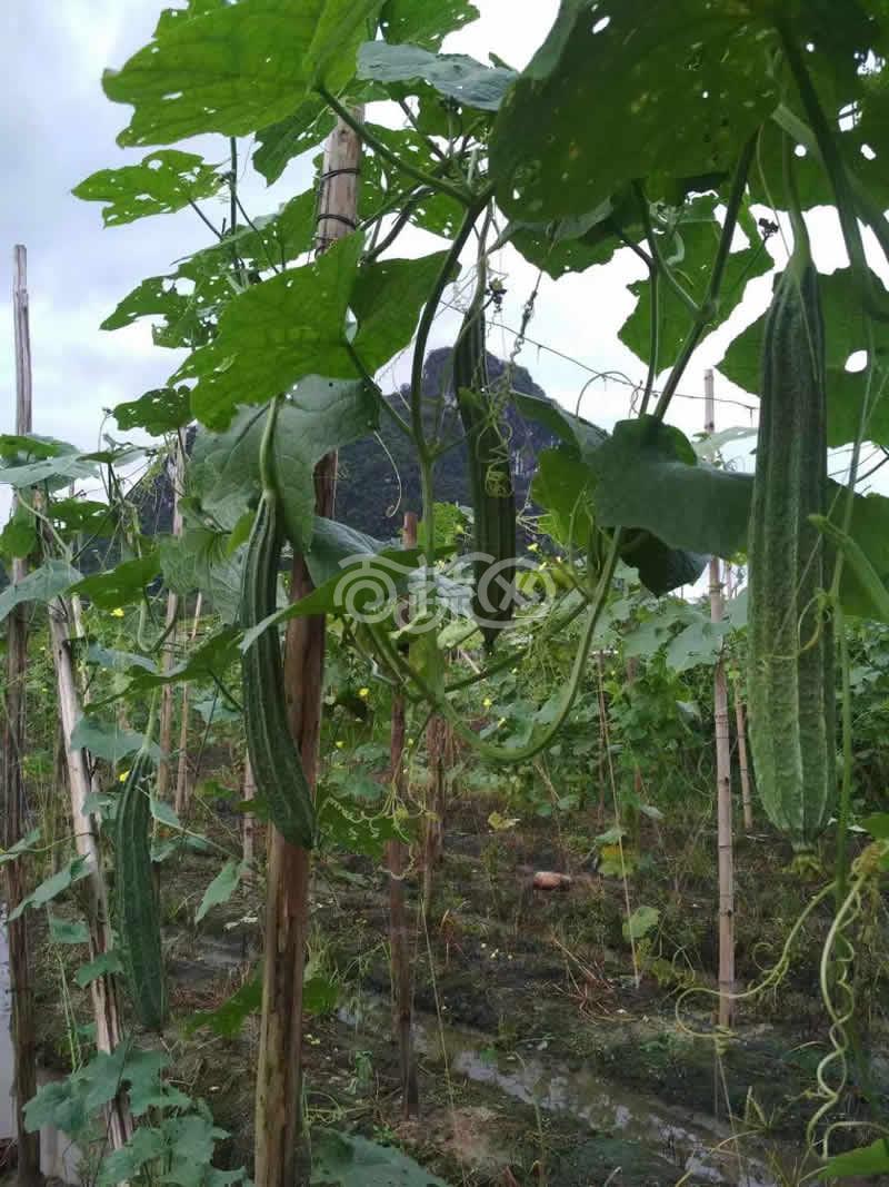中山有记菜种 雅喜大花点肉丝瓜 高产 抗病 顺直 耐贮运 丝瓜种子 10克装