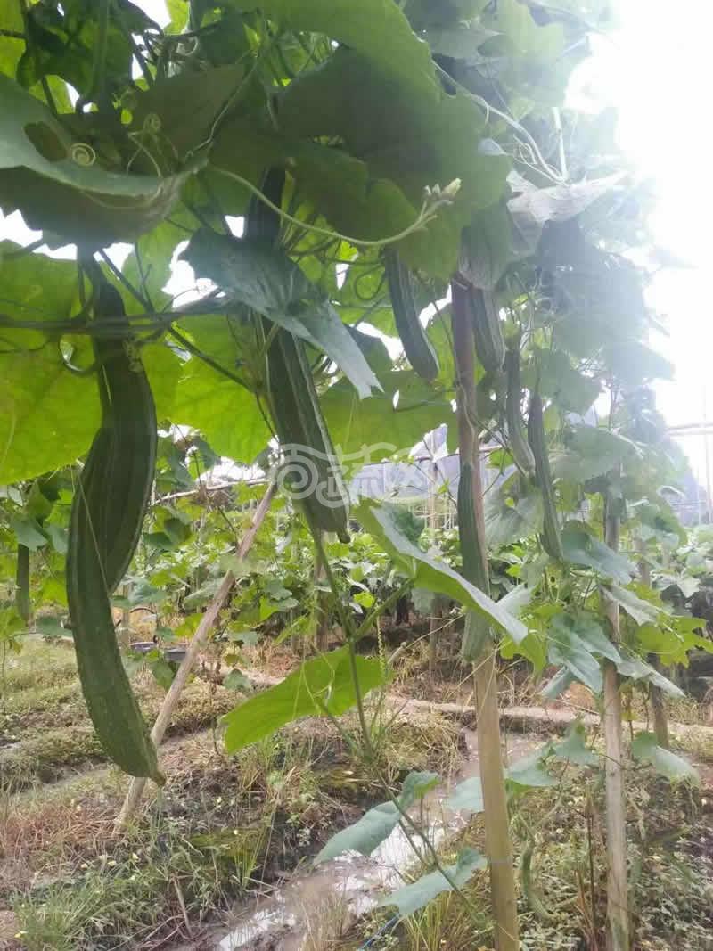中山有记菜种 雅喜大花点肉丝瓜 高产 抗病 顺直 耐贮运 丝瓜种子 10克装