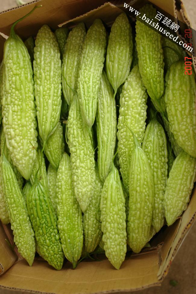 广东粤蔬 白珍珠1号苦瓜种子 广东省农科院选育 早熟 高产 商品性好 粤蔬种子 苦瓜种子 10克装