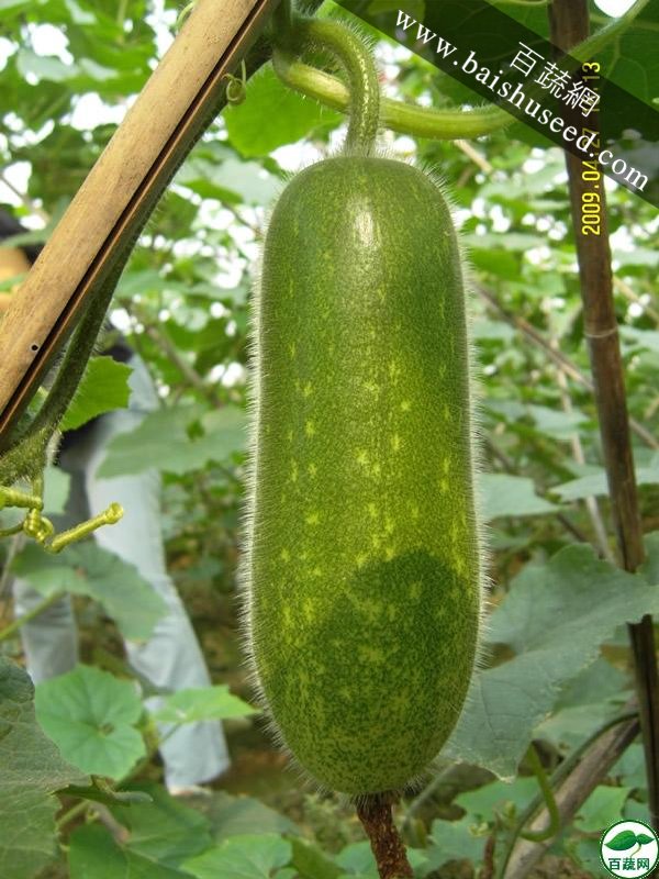 广东粤蔬 丰冠一号节瓜种子 广东农科院选育 亩产4000kg 1-8月适播 节瓜种子 20克装