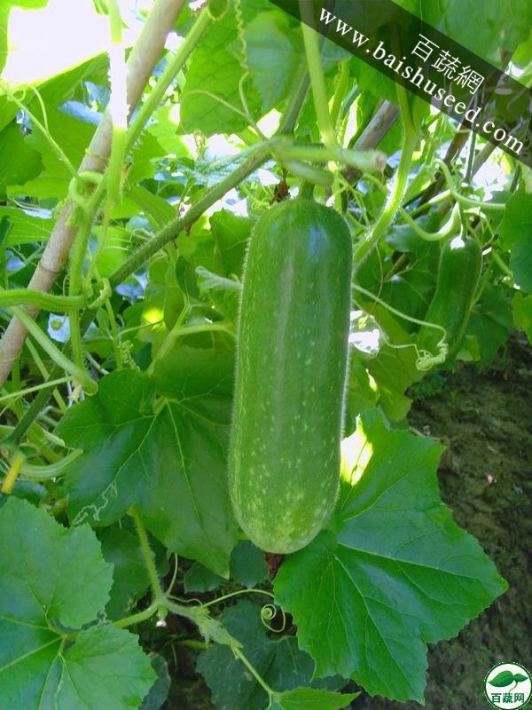 广东粤蔬 丰冠一号节瓜种子 广东农科院选育 亩产4000kg 1-8月适播 节瓜种子 20克装