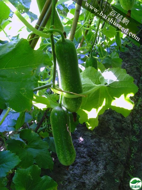广东粤蔬 丰冠一号节瓜种子 广东农科院选育 亩产4000kg 1-8月适播 节瓜种子 20克装
