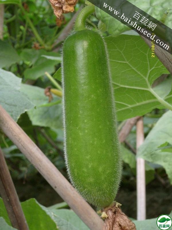 广东粤蔬 丰冠一号节瓜种子 广东农科院选育 亩产4000kg 1-8月适播 节瓜种子 20克装