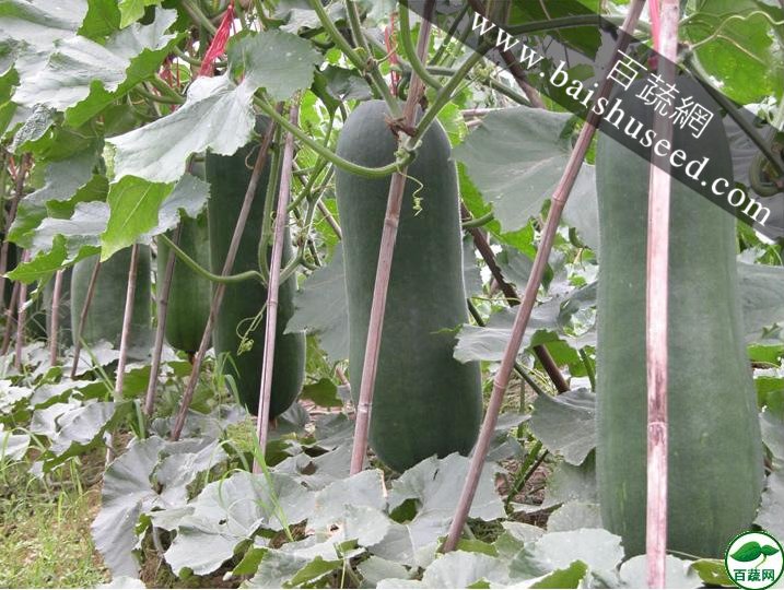 广东粤蔬 黑先锋杂交冬瓜种子 出口冬瓜 广东农科院选育 亩产6778kg 抗枯萎病疫病 冬瓜种子 15克装