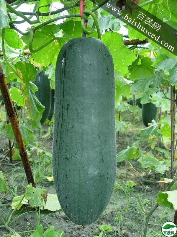 广东粤蔬 黑先锋杂交冬瓜种子 出口冬瓜 广东农科院选育 亩产6778kg 抗枯萎病疫病 冬瓜种子 15克装