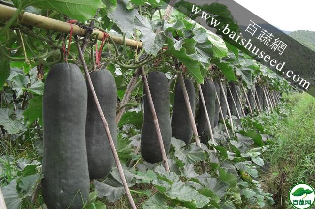 广东粤蔬 黑优大杂交冬瓜种子 广东农科院选育 耐贮运 亩产6000kg  强烈推荐 冬瓜种子 30克/罐