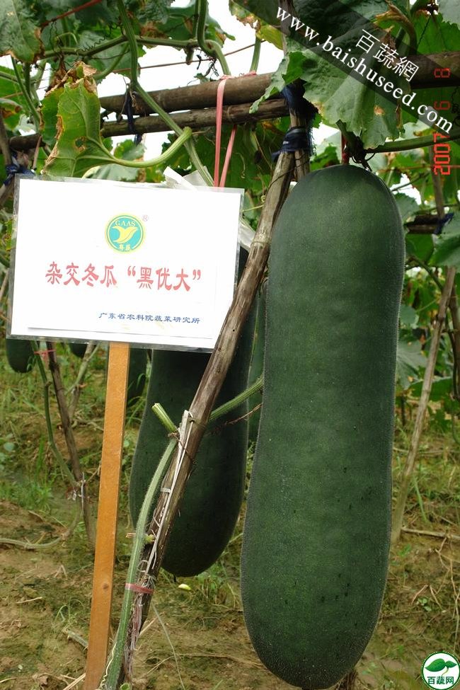 广东粤蔬 黑优大杂交冬瓜种子 广东农科院选育 耐贮运 亩产6000kg  强烈推荐 冬瓜种子 30克/罐