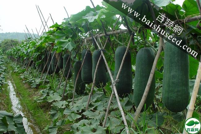 广东粤蔬 黑优大杂交冬瓜种子 广东农科院选育 耐贮运 亩产6000kg  强烈推荐 冬瓜种子 30克/罐
