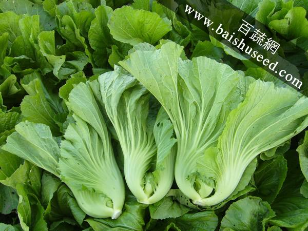广东粤蔬 精选水东芥菜种子 广东农科院选育 早中熟 亩产量1250-1800公斤 芥菜种子 20克装