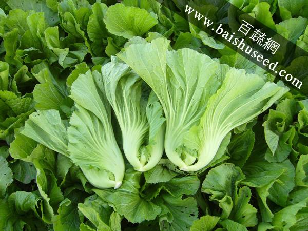 广东粤蔬 精选水东芥菜种子 广东农科院选育 早中熟 亩产量1250-1800公斤 芥菜种子 20克装