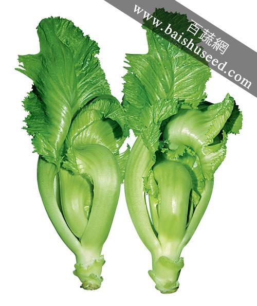 广东粤蔬 精选水东芥菜种子 广东农科院选育 早中熟 亩产量1250-1800公斤 芥菜种子 20克装