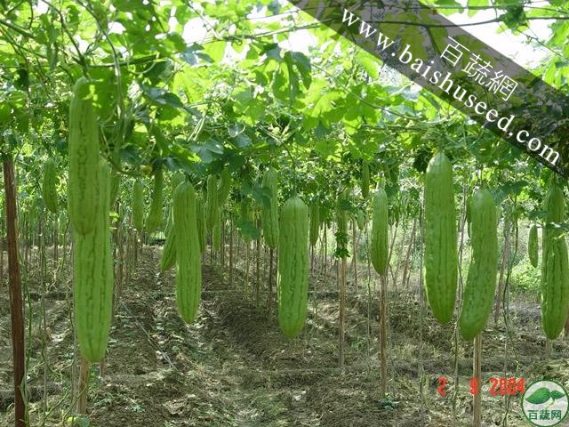广东粤蔬 丰绿苦瓜种子 广东农科院选育 70%市场份额 初收45天 亩产4500 苦瓜种子 30克包/罐装