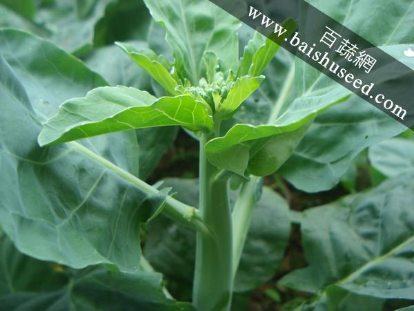 广东粤蔬 杂交夏翠芥蓝种子 广东农科院选育 播种至初收45-50天 耐热品种 芥蓝种子 40克罐装