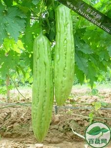 广东粤蔬 早绿苦瓜种子 广东农科院选育 早熟 耐贮运 亩产4000公斤 苦瓜种子 40克装